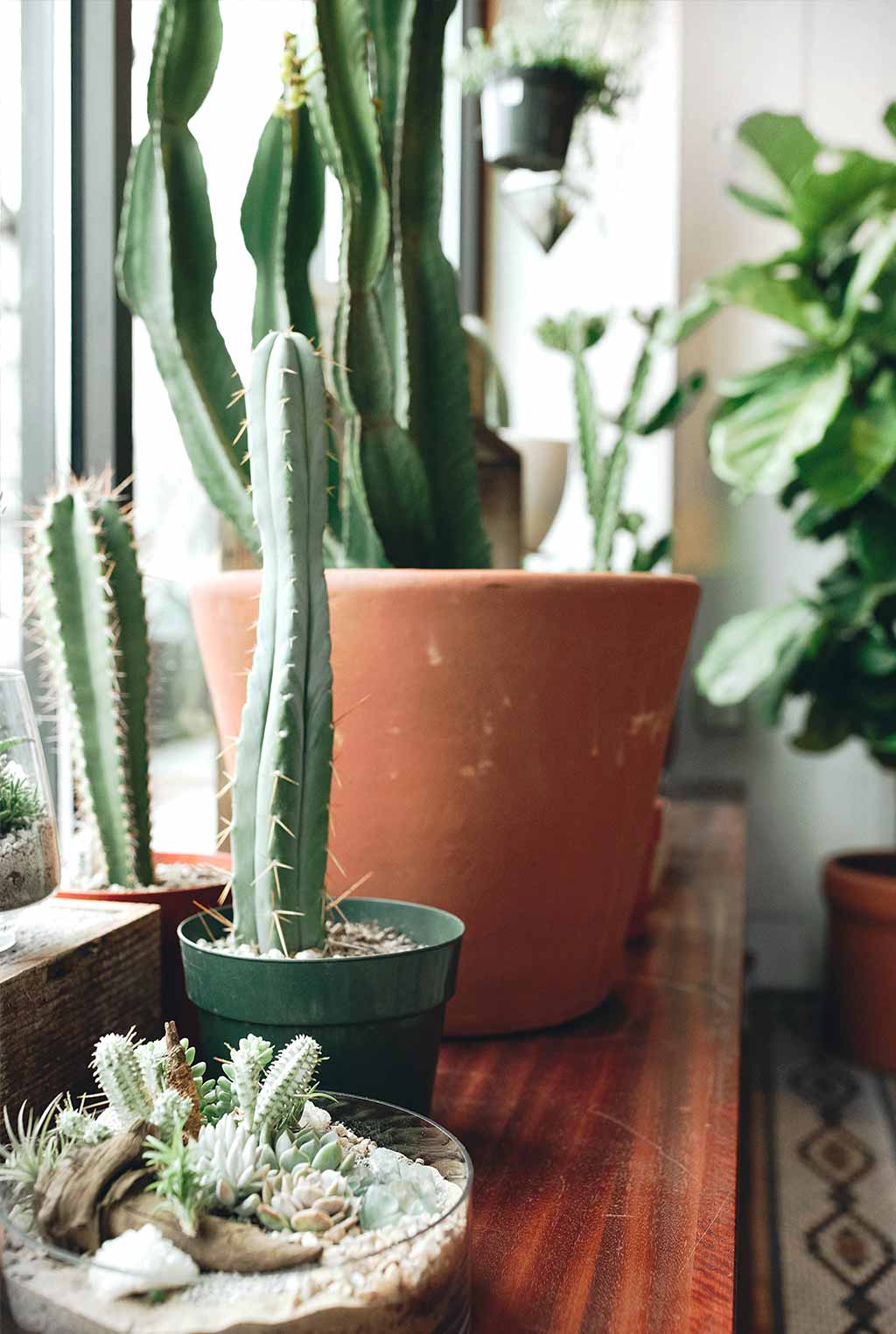 Go Green: The Best House Plants for Every Type of Light