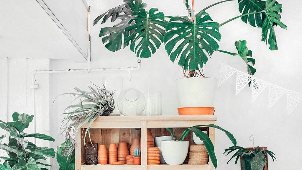 Go Green: The Best House Plants for Every Type of Light